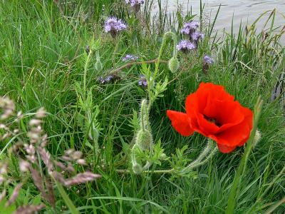 papaver